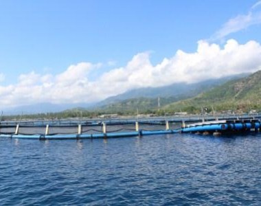 BBPPBL Gondol Memanfaatkan KJA Bundar Berdiameter Besar Untuk Si Perenang Cepat