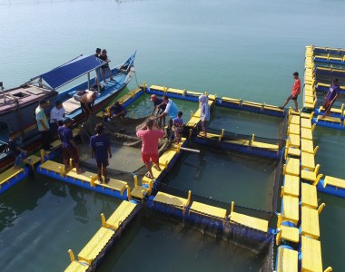 Aquatec  Sokong  Tekonologi  Budidaya  Kerapu 
