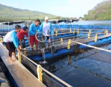BPBAP Situbondo, Rumah Kerapu Hybrid
