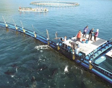 Memelihara Ikan Tuna Dalam Keramba Jaring Apung Bundar Offshore