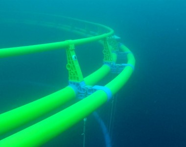 Budidaya Ikan Laut Lepas