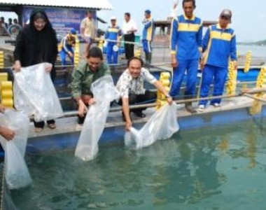 Bawal Bintang Akan Menjadi Bintang