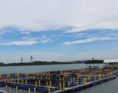 Aquatec Siap Majukan Industri Kakap Putih Indonesia