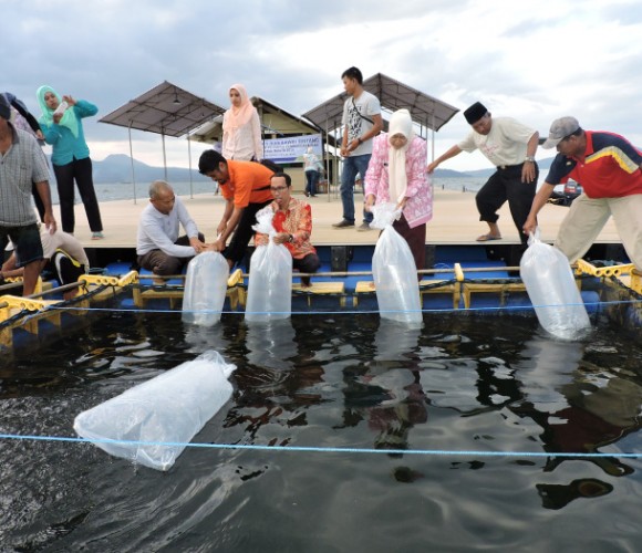 Peran BBL Lombok Dalam Teknik Budidaya Ikan Bawal Bintang (Trachinotus Blochii)