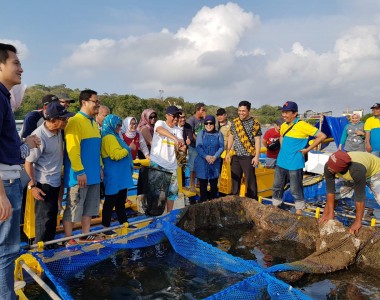 Panen Kerapu Hasil Pengembangan Penelitian Kerjasama UNPAD-Aquatec di Pangandaran