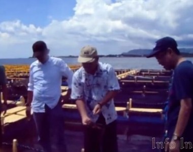 Ekspor Ikan Bandeng Sulawesi Selatan Tembus 1.000 Ton