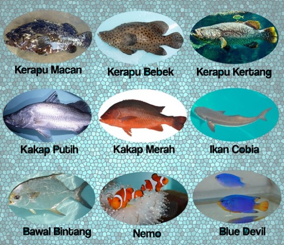 Peran BBPBL Lampung Dalam Mengembangkan Benih Ikan Kakap Merah Strain Taiwan (Lutjanus Malabaricus)
