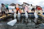 Peran BBL Lombok Dalam Teknik Budidaya Ikan Bawal Bintang (Trachinotus Blochii)